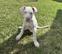 Blu , a female Great Dane for sale in Houston, TX – Photo 4 of 6