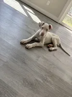 Blu , a female Great Dane for sale in Houston, TX – Photo 3 of 6