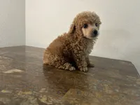 AKC RED , a male Poodle - Toy  for sale in Houston, TX – 2 of 9