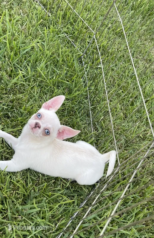 Blu  – Chihuahua puppy for sale in Houston, TX