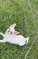 Apple head Blu , a male Chihuahua for sale in Houston, TX – 7 of 10