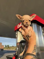 AKC Micro Pocket Pup , a female Chihuahua for sale in Houston, TX – 9 of 10