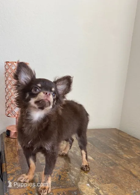 AKC Manolo – Chihuahua puppy for sale in Houston, TX