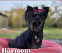 Tcup Import, a female Yorkshire Terrier for sale in Houston, TX – 1 of 10