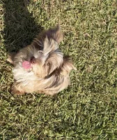 Calista , a female Yorkshire Terrier for sale in Houston, TX – 2 of 9