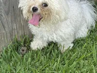 Lily , a female Bichon Frise for sale in Houston, TX – 3 of 7