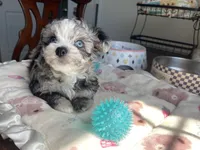 Churro , a male Chihuahua and Poodle - Toy  for sale in Houston, TX – 3 of 10