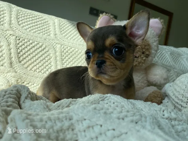 AKC Merle  – Chihuahua puppy for sale in Houston, TX