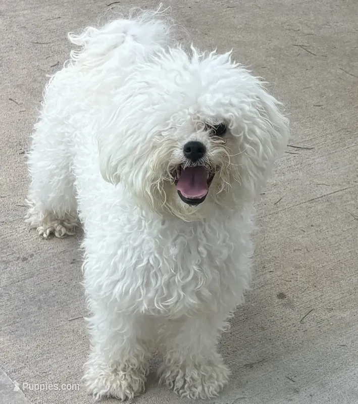 Lily  – Bichon Frise puppy for sale in Houston, TX