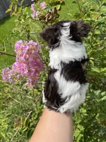 AKC Whimsy , a female Yorkshire Terrier for sale in Houston, TX – 7 of 10