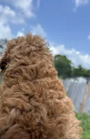 Sebastian , a male Poodle - Toy  for sale in Houston, TX – 5 of 7