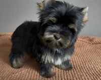 AKC Prince, a male Yorkshire Terrier for sale in Houston, TX – 4 of 6