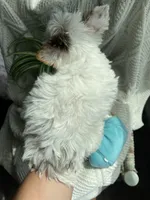 Blue Eyed Diamond , a female Yorkshire Terrier for sale in Houston, TX – 4 of 6