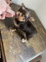 Chocolate , a male Yorkshire Terrier for sale in Houston, TX – 4 of 6