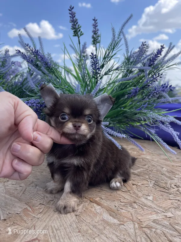 AKC Bliss – Chihuahua puppy for sale in Houston, TX