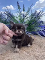 AKC Bliss, a male Chihuahua for sale in Houston, TX – 1 of 10