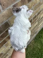 Diamond , a female Yorkshire Terrier for sale in Houston, TX – 9 of 10