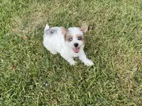 Hattie , a female Yorkshire Terrier for sale in Houston, TX – 5 of 7