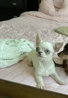 Blu , a male Chihuahua for sale in Houston, TX – 8 of 9