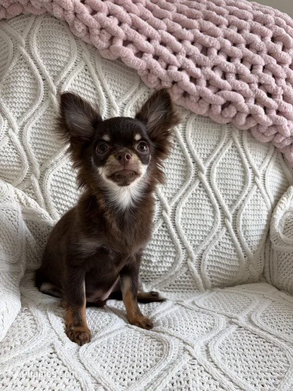AKC Manolo  – Chihuahua puppy for sale in Houston, TX