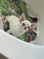 Blu , a male Chihuahua for sale in Houston, TX – 4 of 9