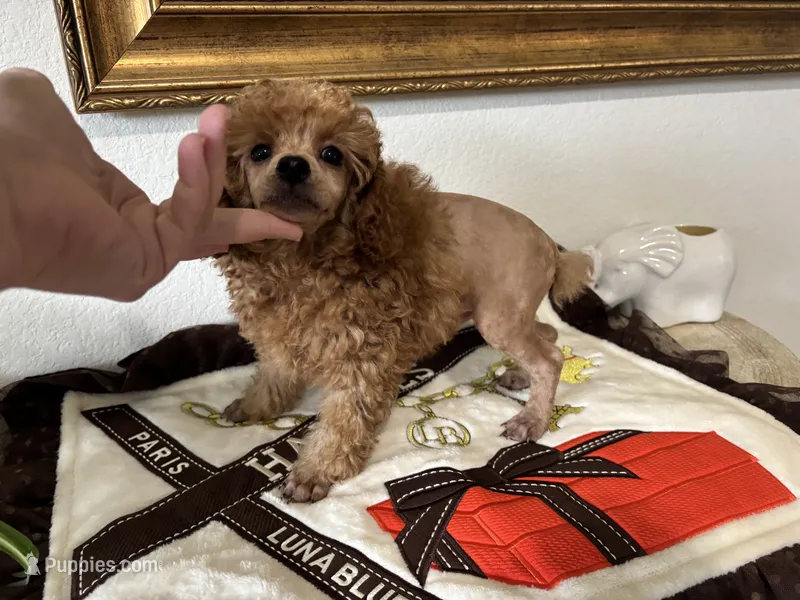 Sebastian  – Poodle - Toy  puppy for sale in Houston, TX