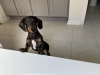 Dapple , a male Miniature Dachshund for sale in Houston, TX – 10 of 10