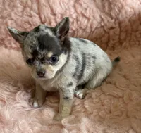AKC Piano, a female Chihuahua for sale in Houston, TX – 3 of 5
