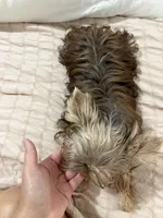 AKC Abby , a female Yorkshire Terrier for sale in Houston, TX – 9 of 10