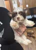 AKC Bristol , a female Yorkshire Terrier for sale in Houston, TX – 2 of 7