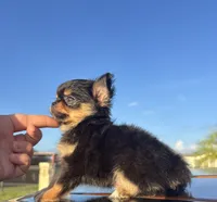 AKC Carter , a male Chihuahua for sale in Houston, TX – 3 of 7