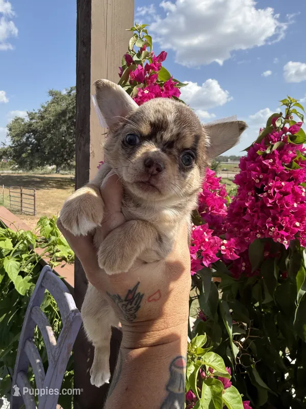 AKC Piano – Chihuahua puppy for sale in Houston, TX