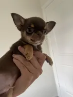 AKC Benedict , a male Chihuahua for sale in Houston, TX – 4 of 10