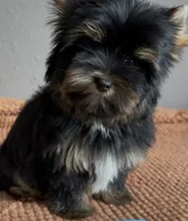 AKC Dollface Duke, a male Yorkshire Terrier for sale in Houston, TX – 6 of 6