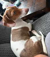 AKC Cinnamon , a female Miniature Dachshund for sale in Houston, TX – 3 of 10