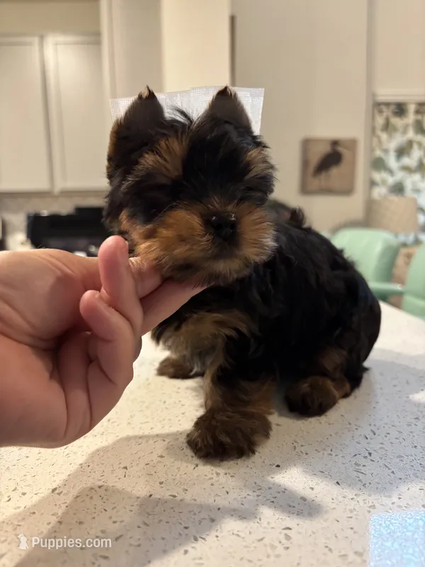 Evermore  – Yorkshire Terrier puppy for sale in Houston, TX