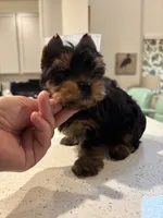 Evermore , a male Yorkshire Terrier for sale in Houston, TX – 1 of 8