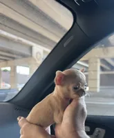 AKC Micro Tcup Apple, a female Chihuahua for sale in Houston, TX – 2 of 10