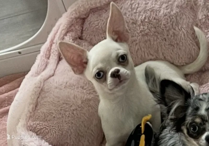 Blu  – Chihuahua puppy for sale in Houston, TX