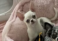 Apple head Blu , a male Chihuahua for sale in Houston, TX – 2 of 10