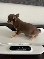 AKC Benedict , a male Chihuahua for sale in Houston, TX – 5 of 10