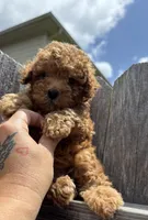 Sebastian , a male Poodle - Toy  for sale in Houston, TX – 9 of 9
