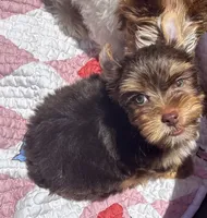 AKC Chocolate , a male Yorkshire Terrier for sale in Houston, TX – 2 of 7