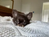 AKC Manolo, a male Chihuahua for sale in Houston, TX – 7 of 8
