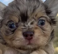 AKC DREAM , a male Chihuahua for sale in Houston, TX – 8 of 8