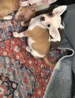 XS Olivia , a female Chihuahua for sale in Houston, TX – 10 of 10