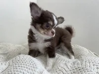 AKC Windsor , a male Chihuahua for sale in Houston, TX – 6 of 10