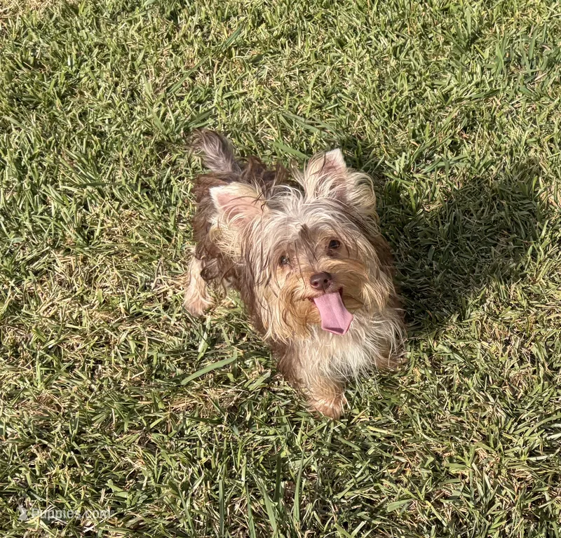 AKC Abby  – Yorkshire Terrier puppy for sale in Houston, TX