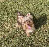 AKC Abby , a female Yorkshire Terrier for sale in Houston, TX – 1 of 10