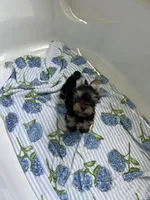 AKC Marcelo , a male Yorkshire Terrier for sale in Houston, TX – 8 of 10